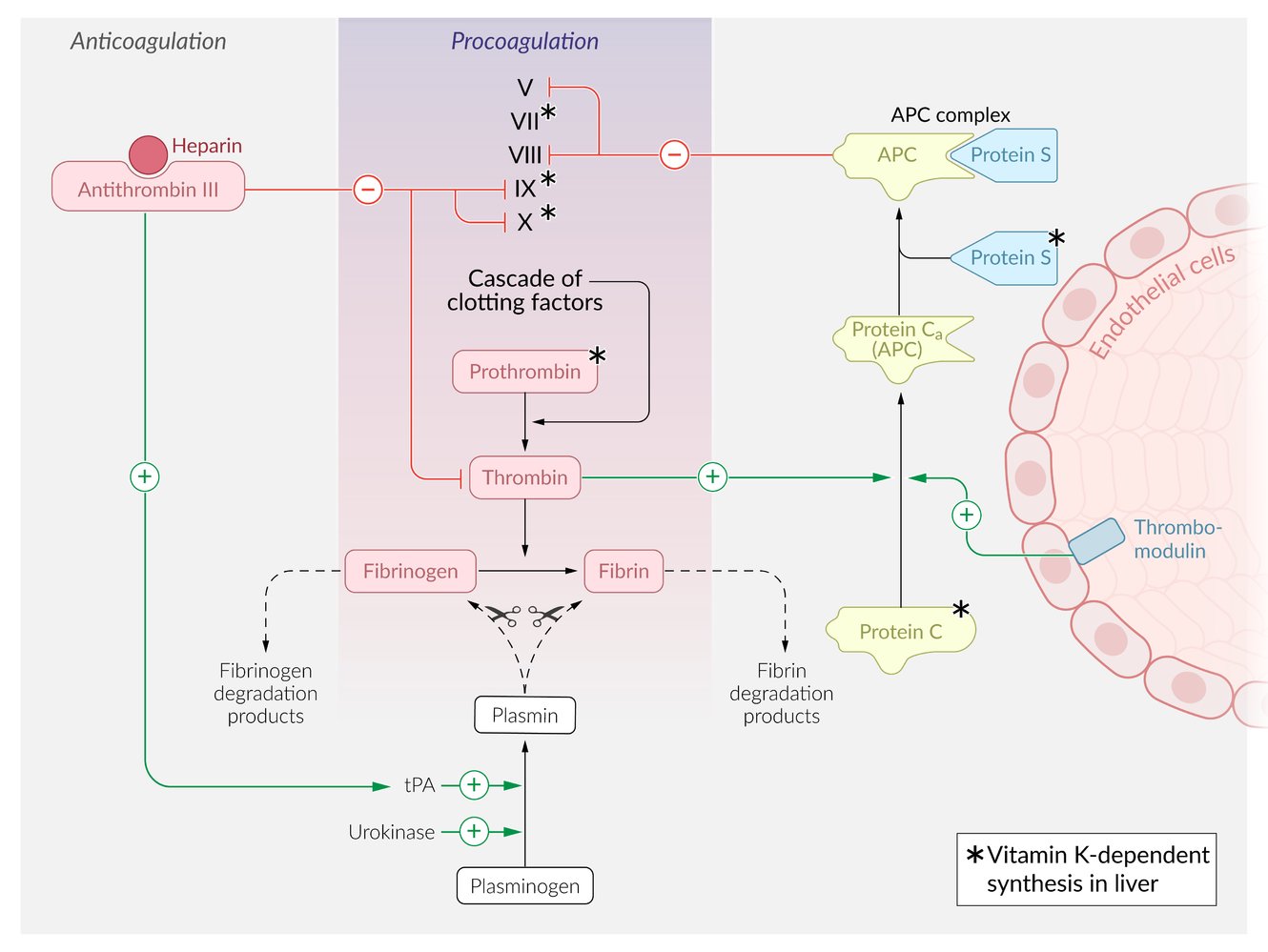 Procoagulation-anticoagulation balance