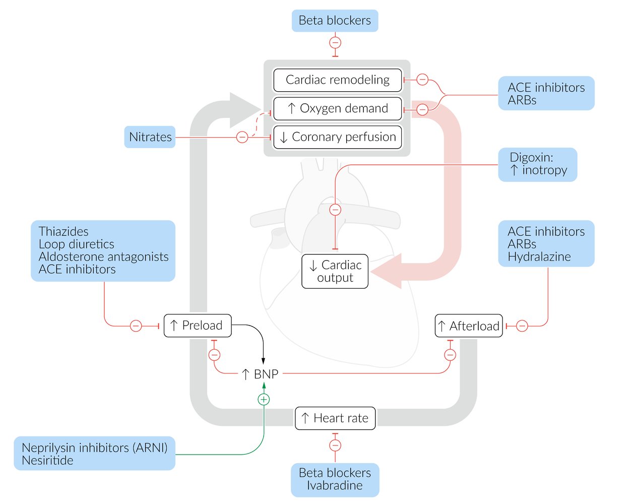 Mechanism of action: drugs used in heart failure