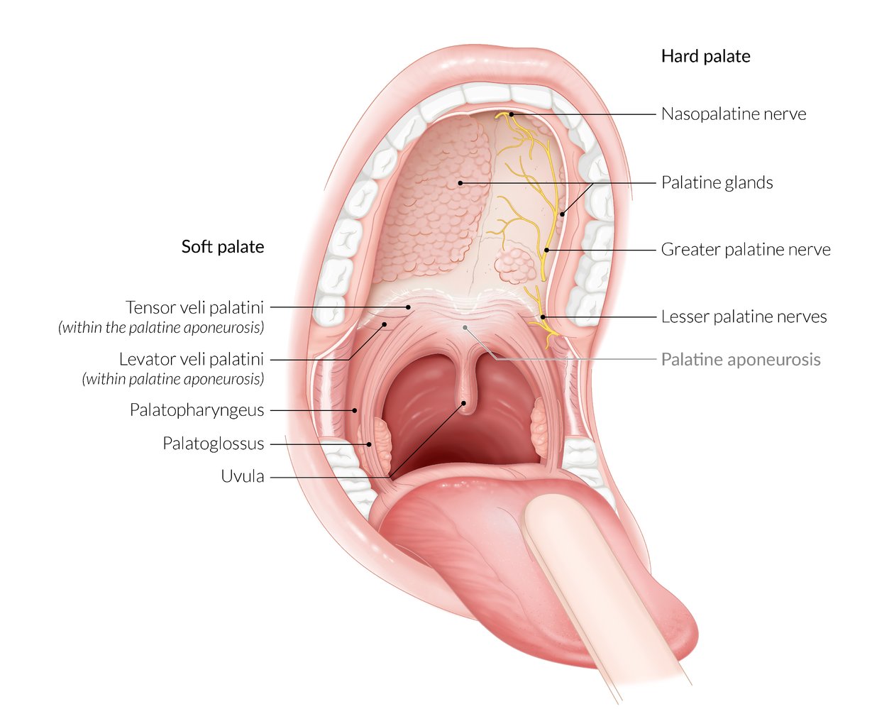 Neuromusculature of the hard and soft palate