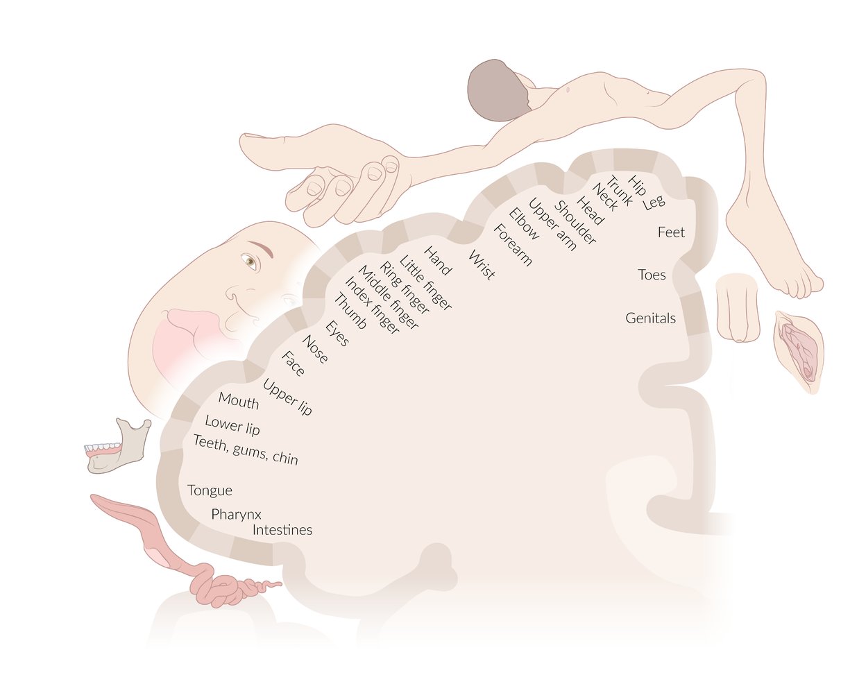 Sensory homunculus
