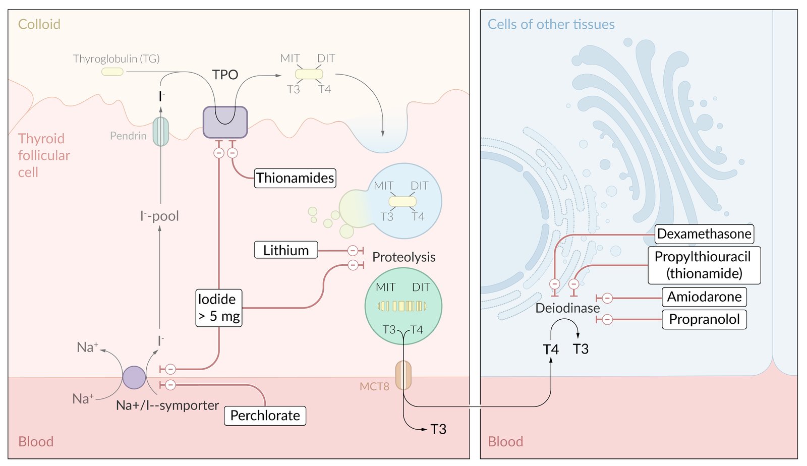 Mechanisms of action: antithyroid drugs