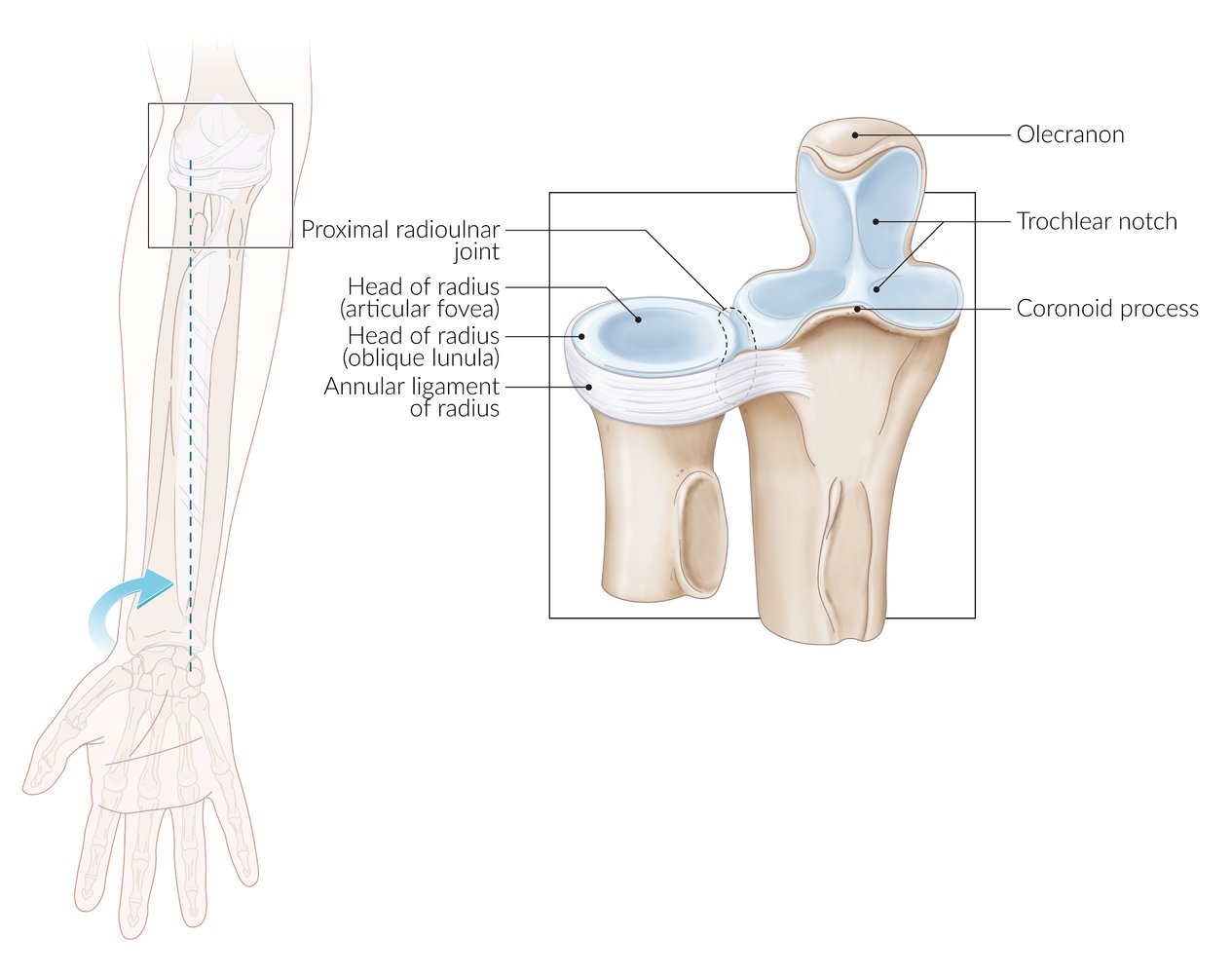 Proximal radioulnar joint