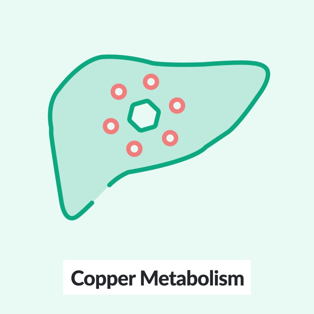 Chalk Talk: Copper Metabolism