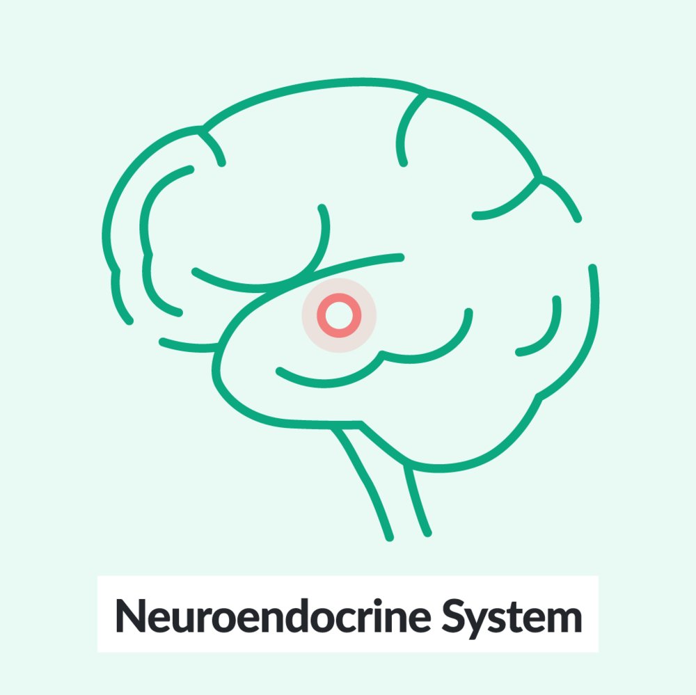 Chalk Talk: The neuroendocrine system