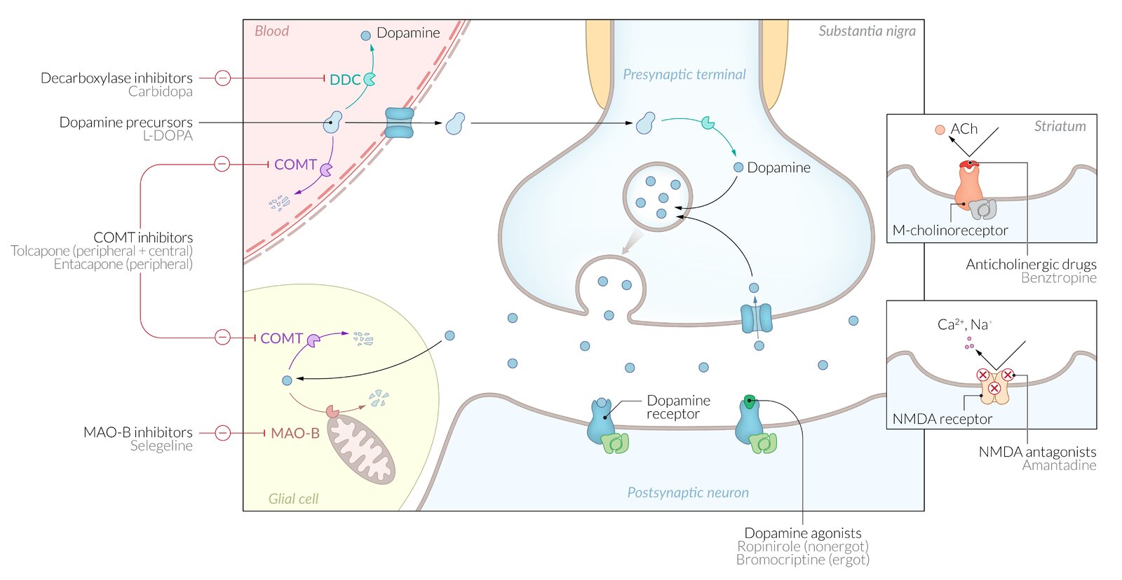 Mechanism of action: drugs used in Parkinson disease