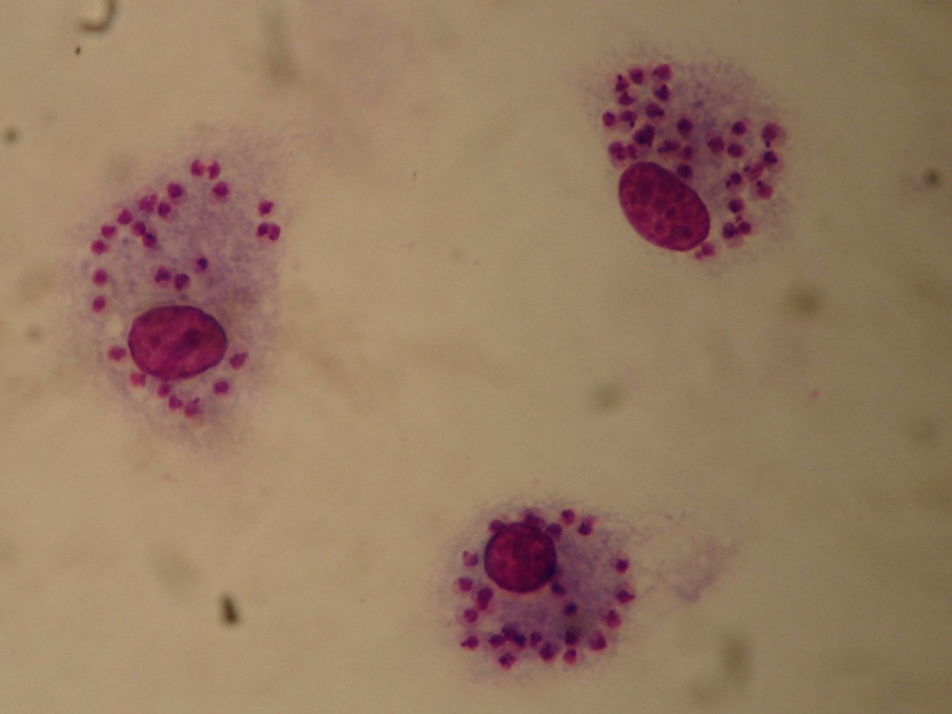 Leishmania major
