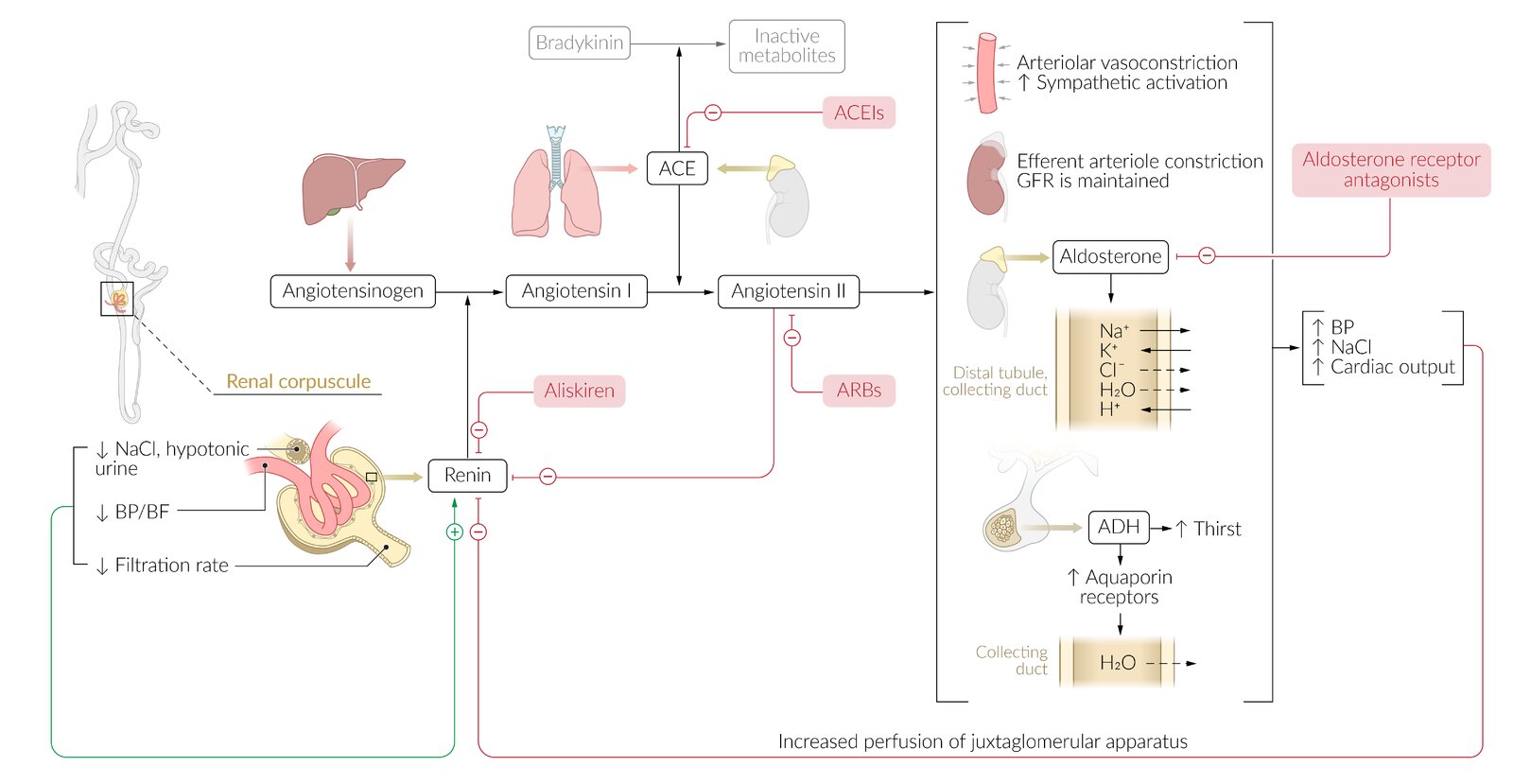 Mechanism of action: renin-angiotensin-aldosterone system (RAAS) inhibitors