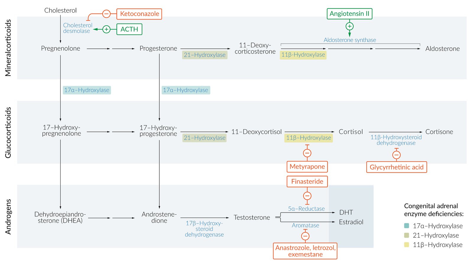 Congenital adrenal hyperplasia on steroid pathway and affecting drugs