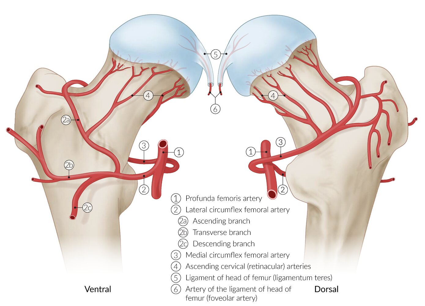 Arterial blood supply of the femur