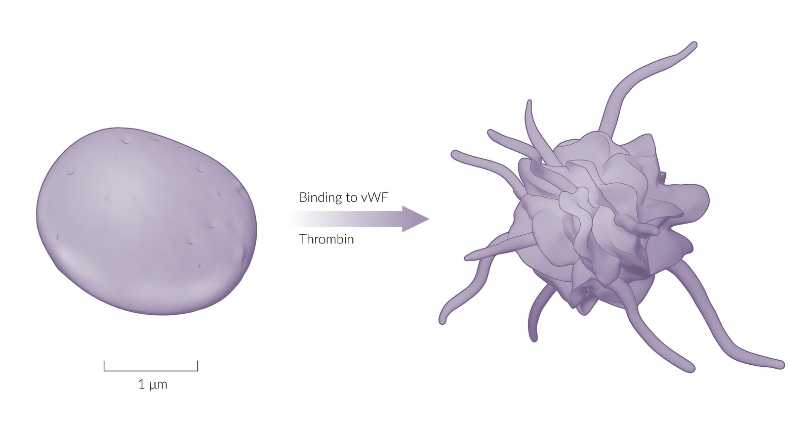 Shape of inactive and active platelet