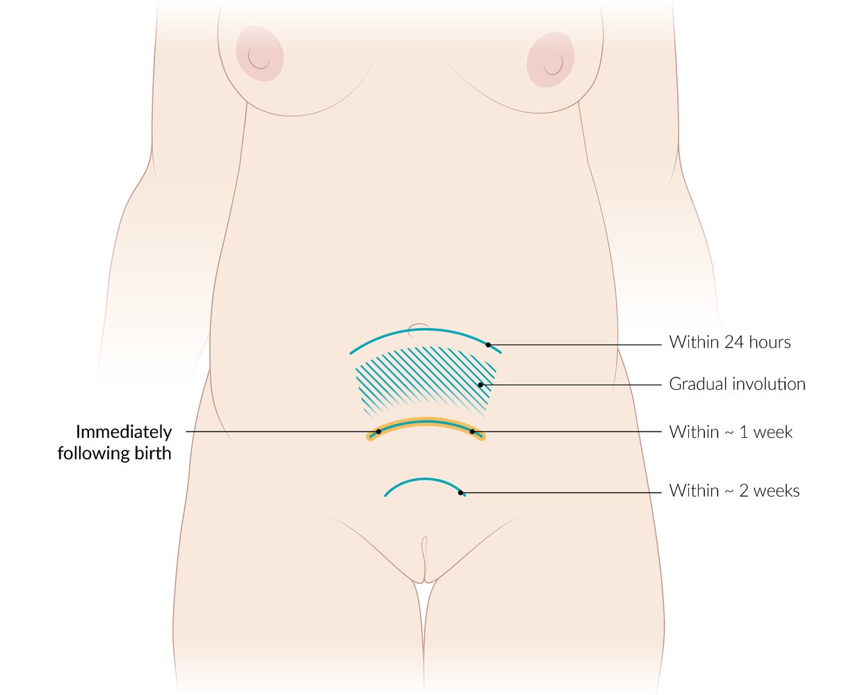 Uterine involution
