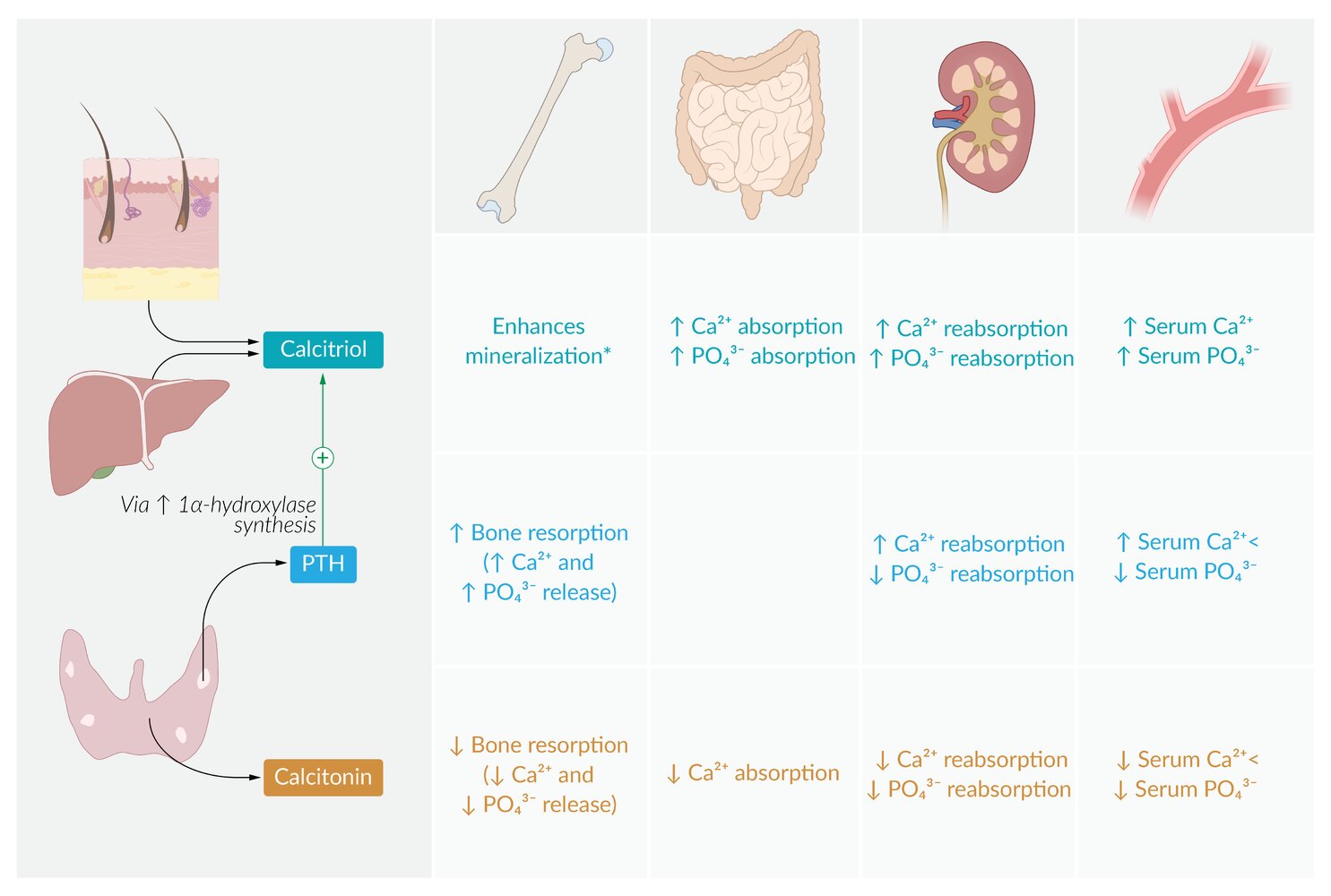 Regulation of calcium and phosphate metabolism