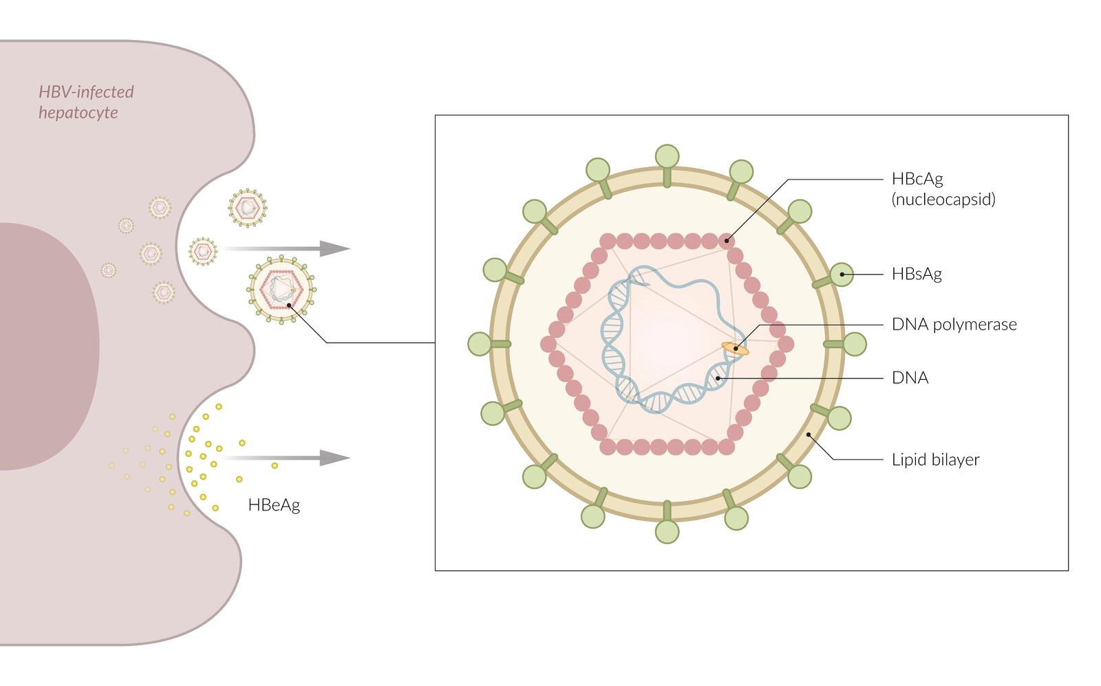 Hepatitis B antigens