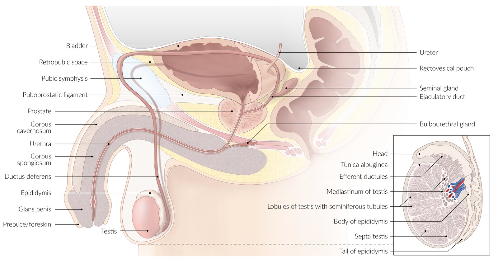 Median section of the male pelvis with detail of a testicle
