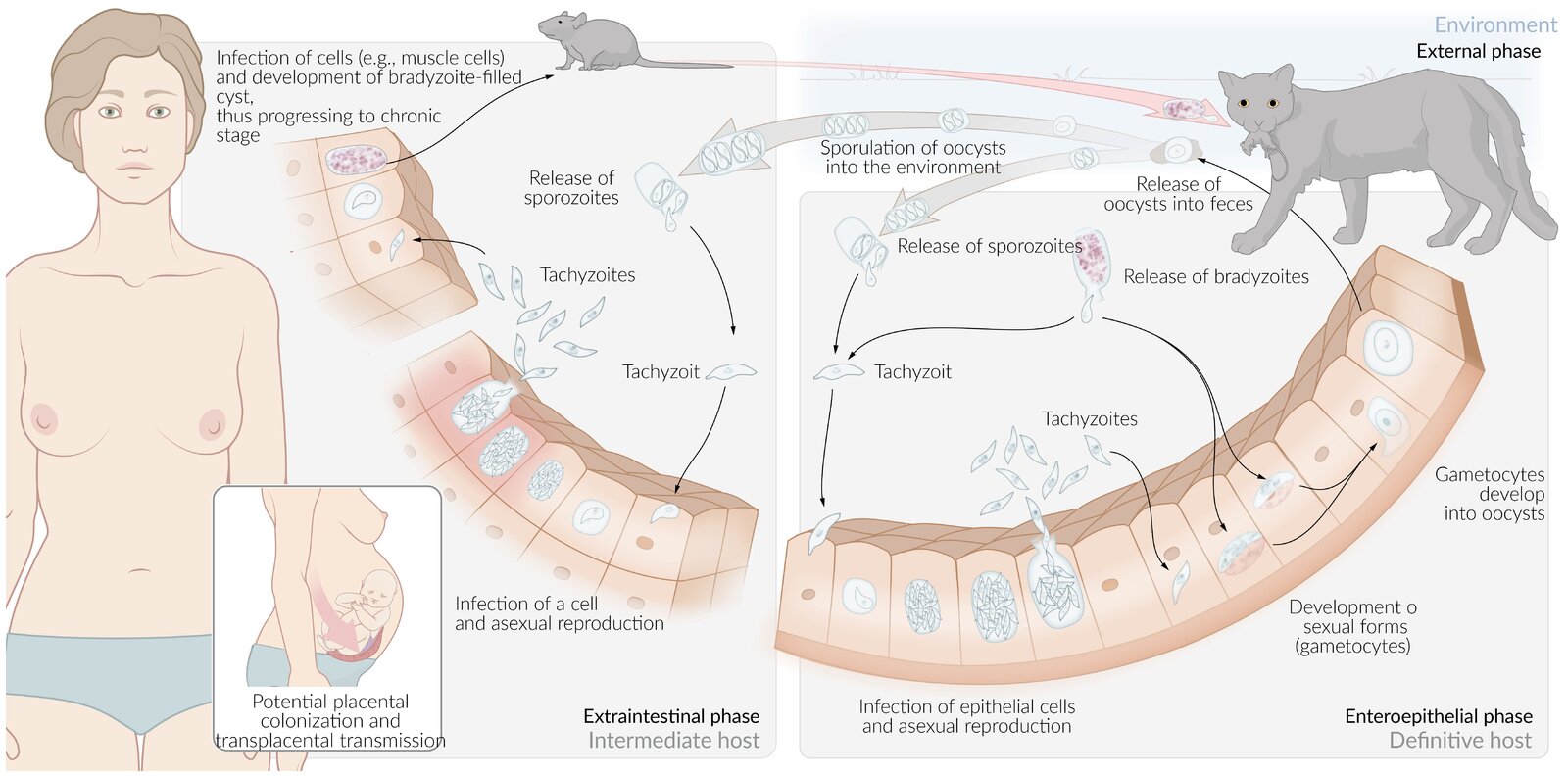 Life cycle of Toxoplasma gondii