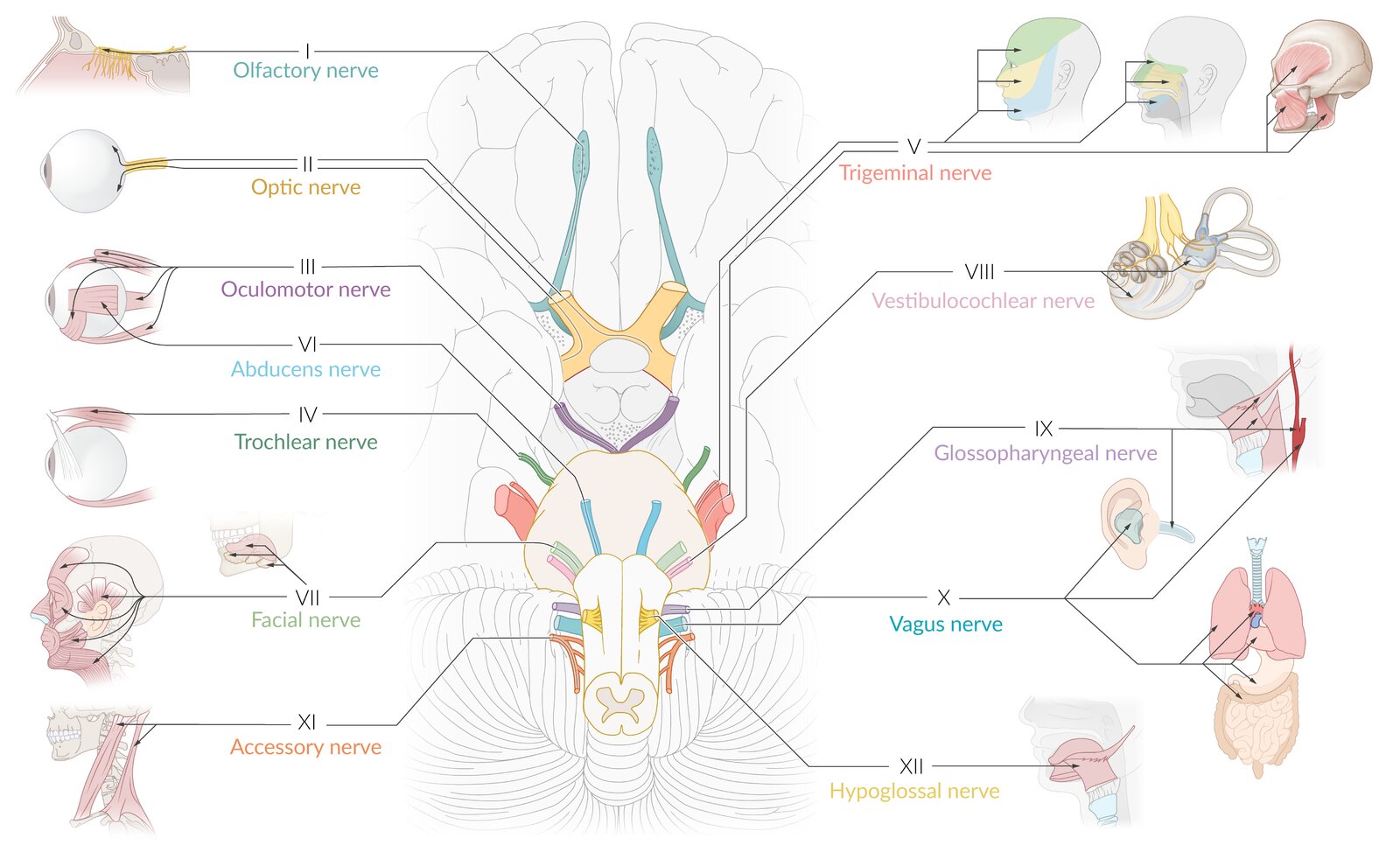 Cranial nerve functions overview