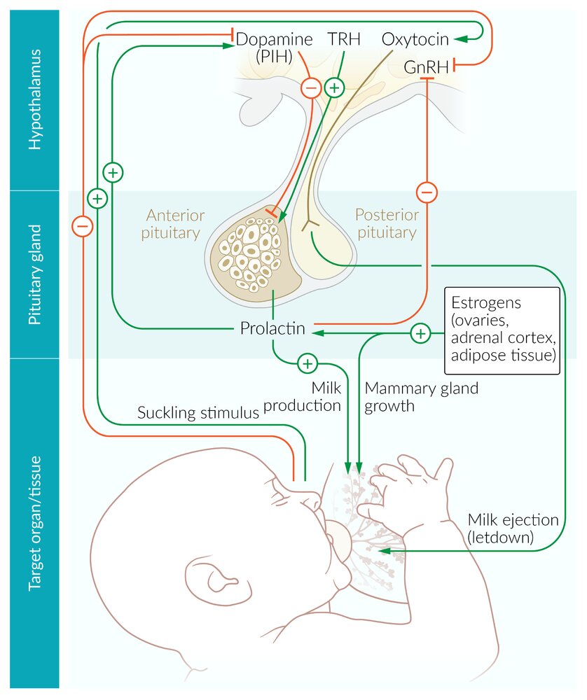 Stimulation of milk production and ejection