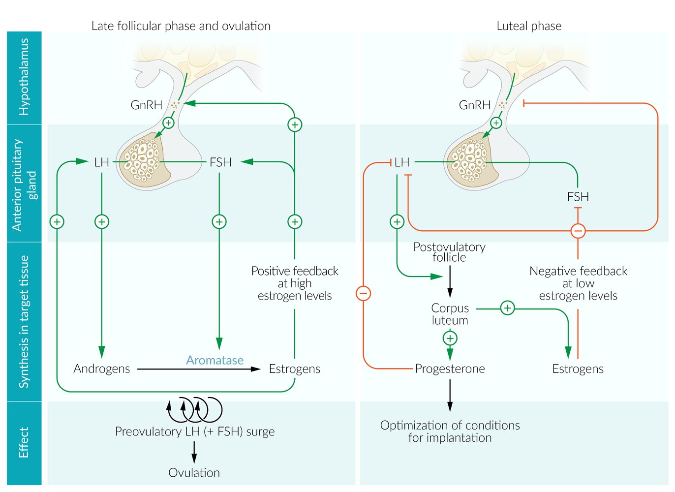 Female hypothalamic-pituitary-gonadal axis (2/2)