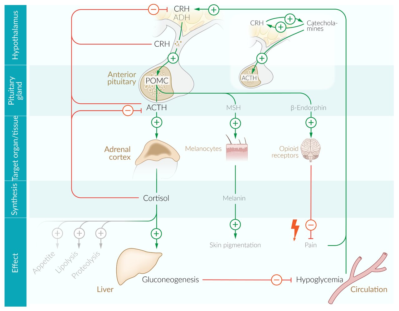 Regulation of the hypothalamic-pituitary-adrenal axis