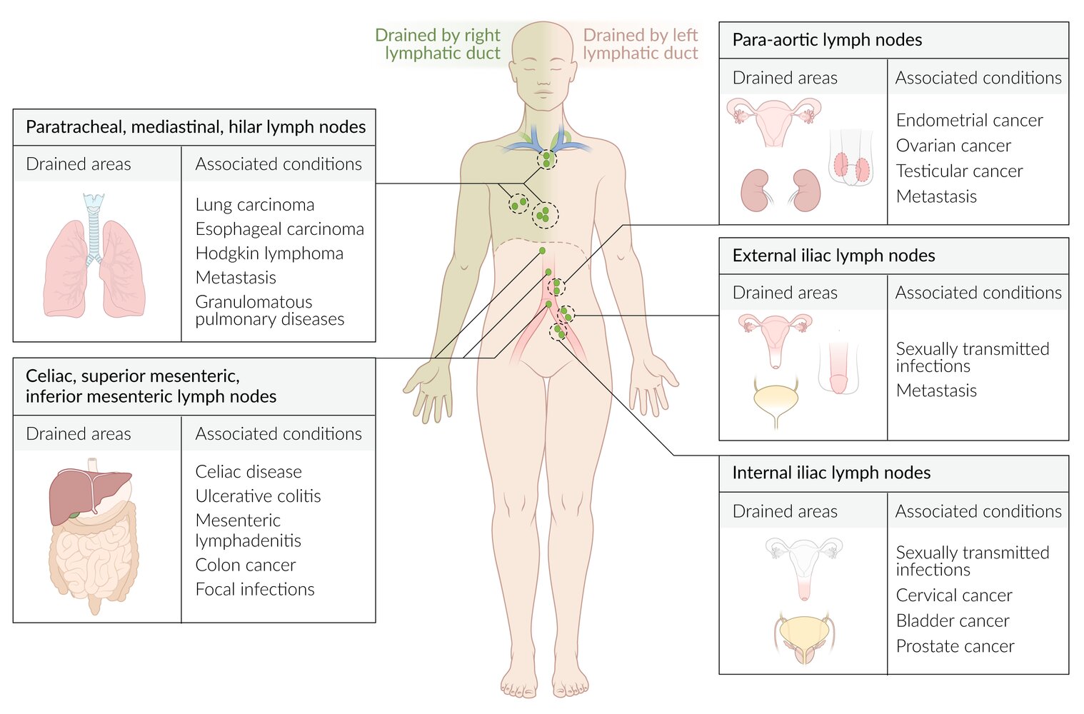 Deep lymph nodes