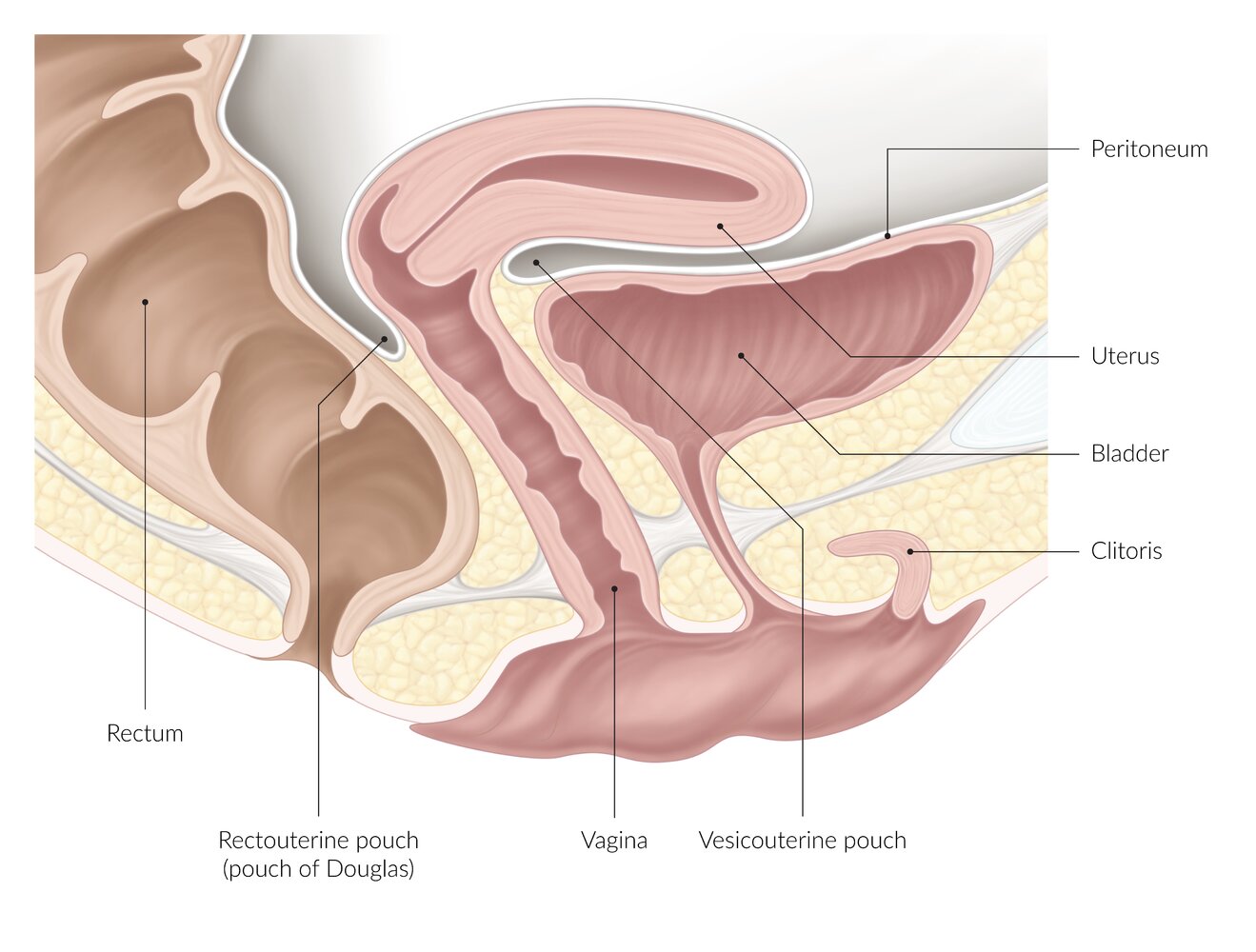 Female pelvic organs