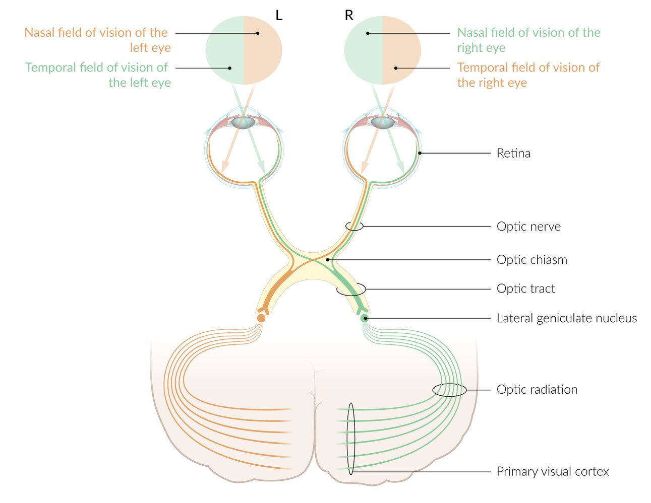 Visual pathway