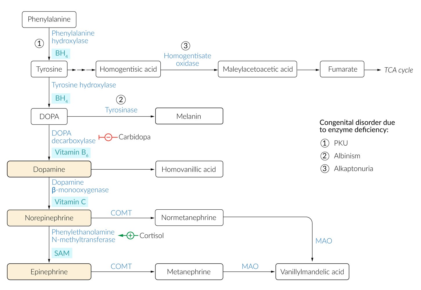 Biosynthesis and breakdown of catecholamines