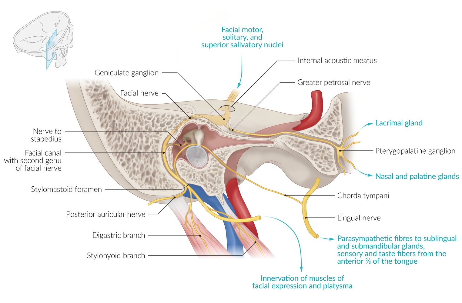 Course and branches of the facial nerve (VII)