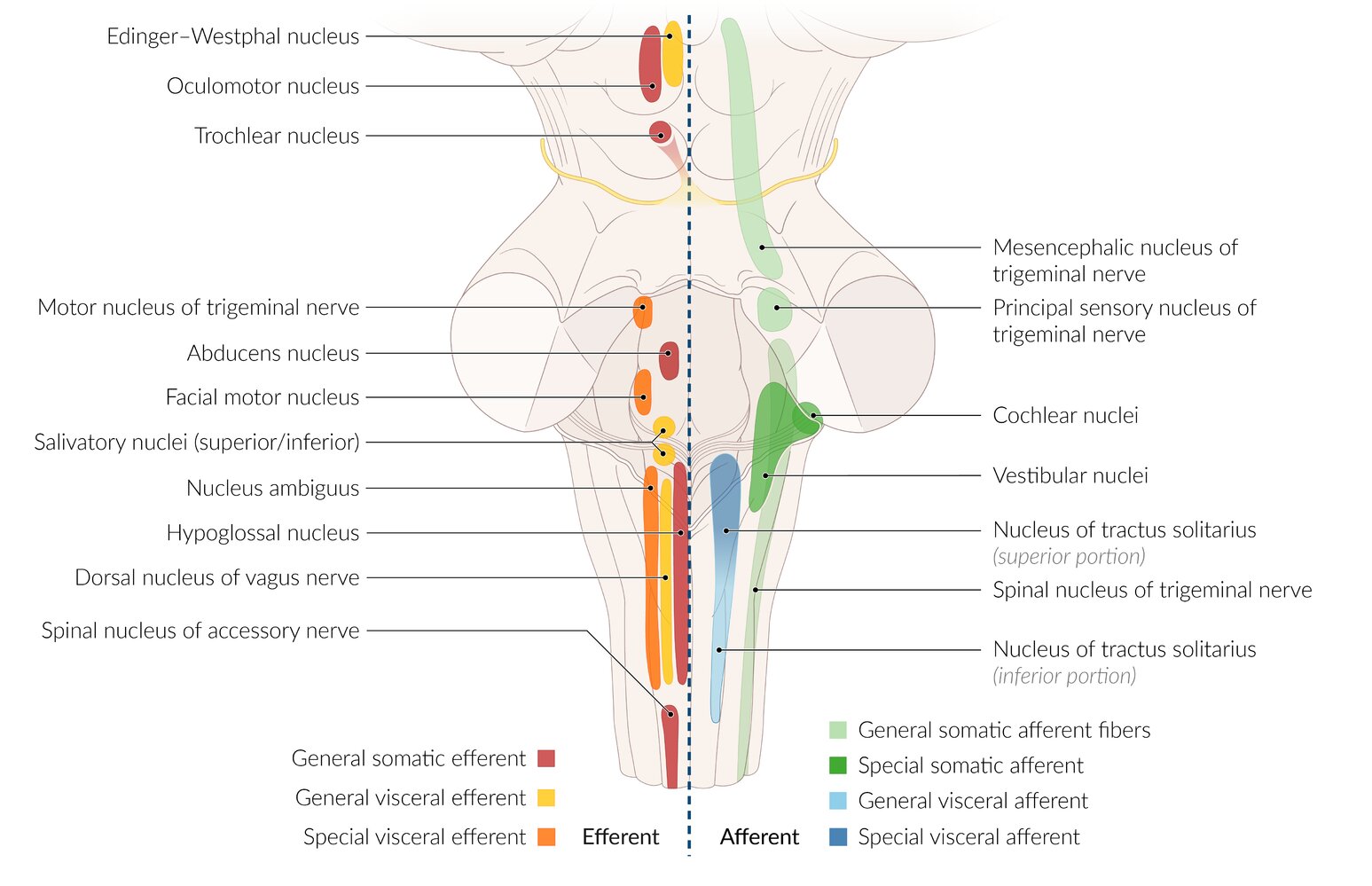 Cranial nerve nuclei