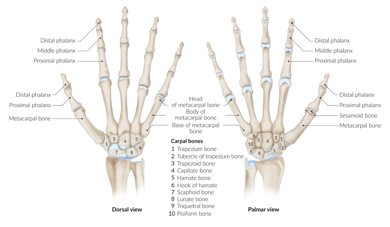 Bones of the hand and wrist