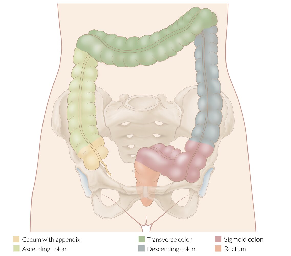 Parts of the colon