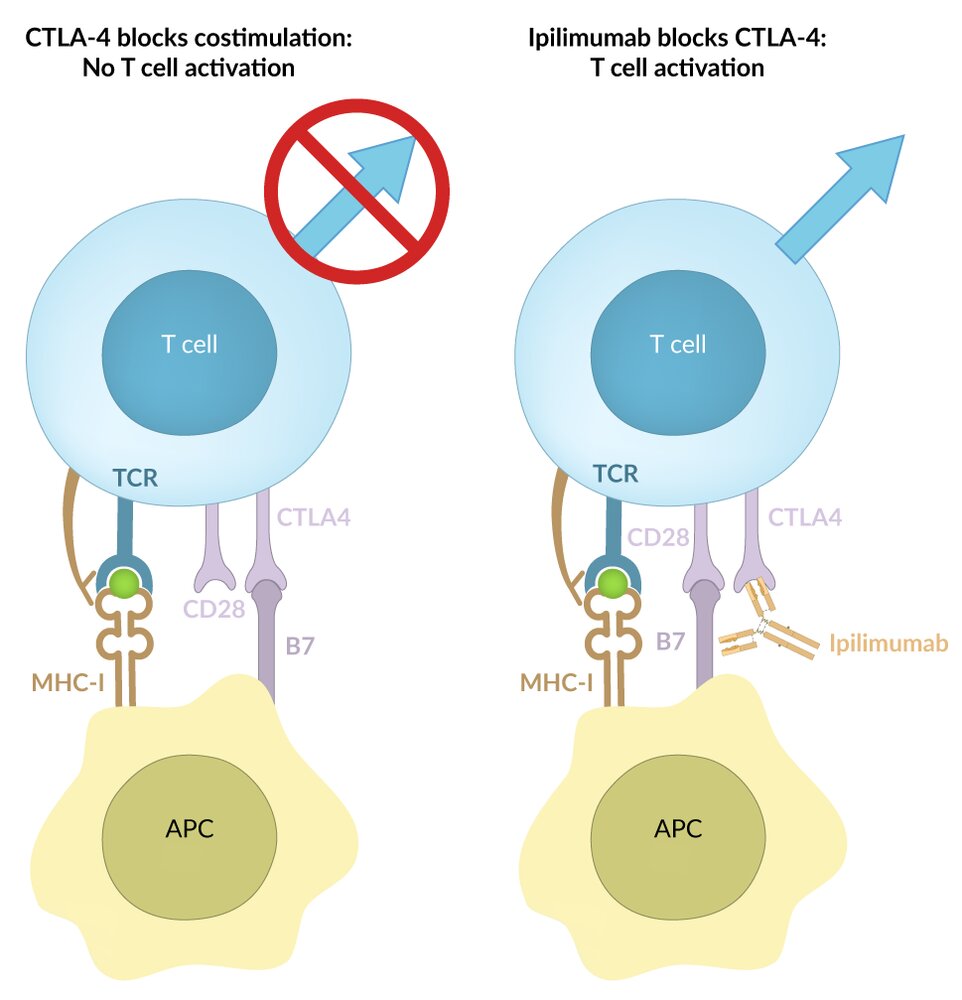 Target of anti-CTLA-4 antibodies