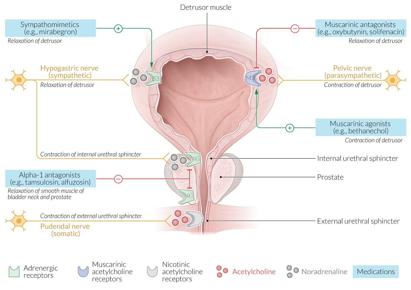 Mechanism of action of medications used in micturition problems