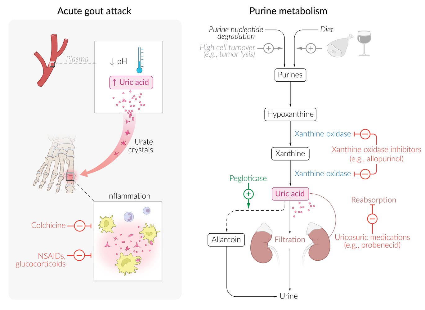 Mechanism of action: gout drugs