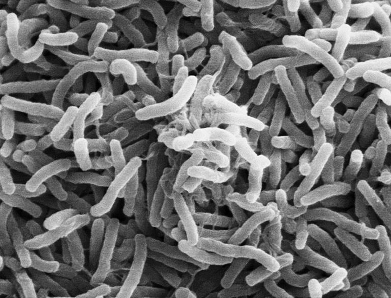 Vibrio cholerae