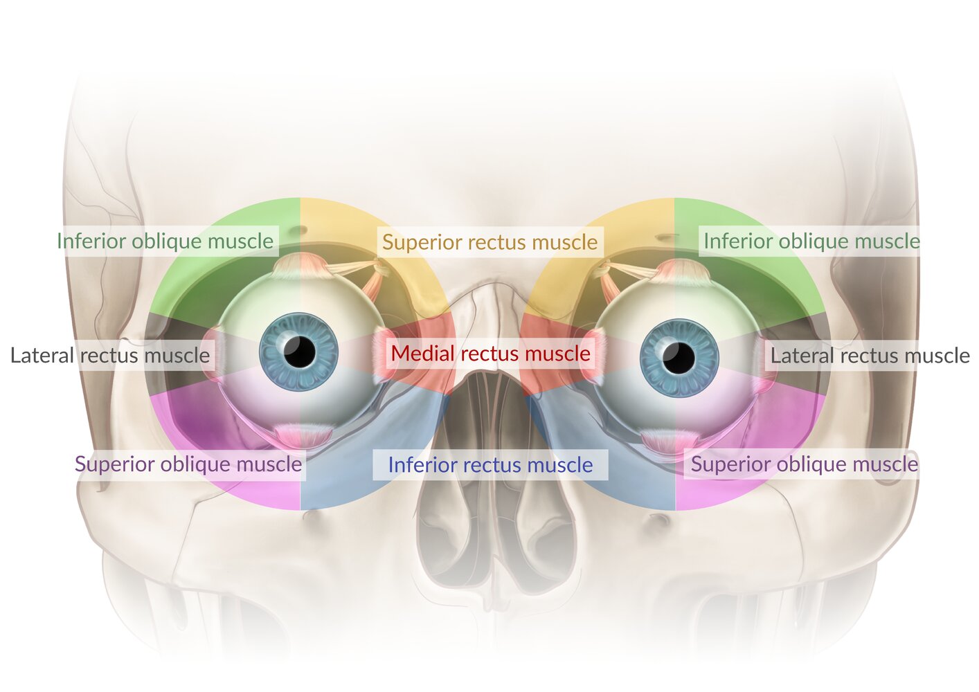 Actions of the extraocular muscles