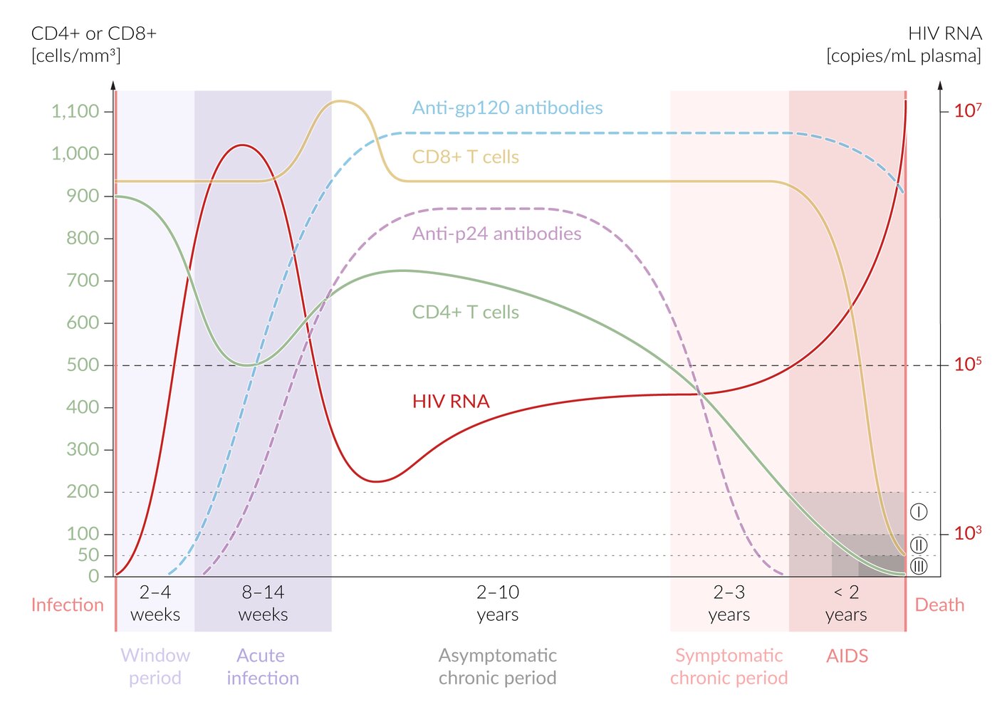 Natural course of HIV infection