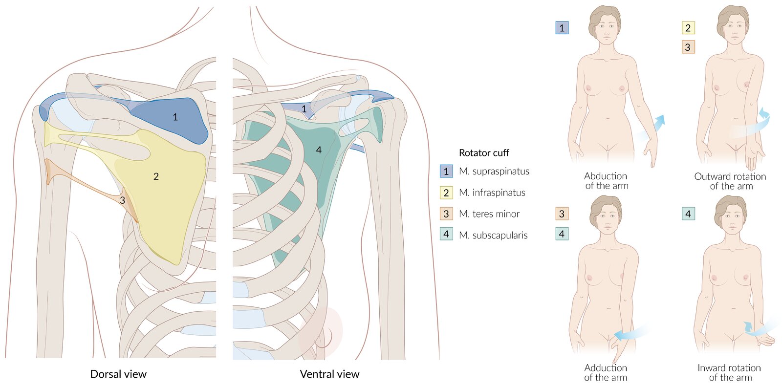 Rotator cuff muscles and their function