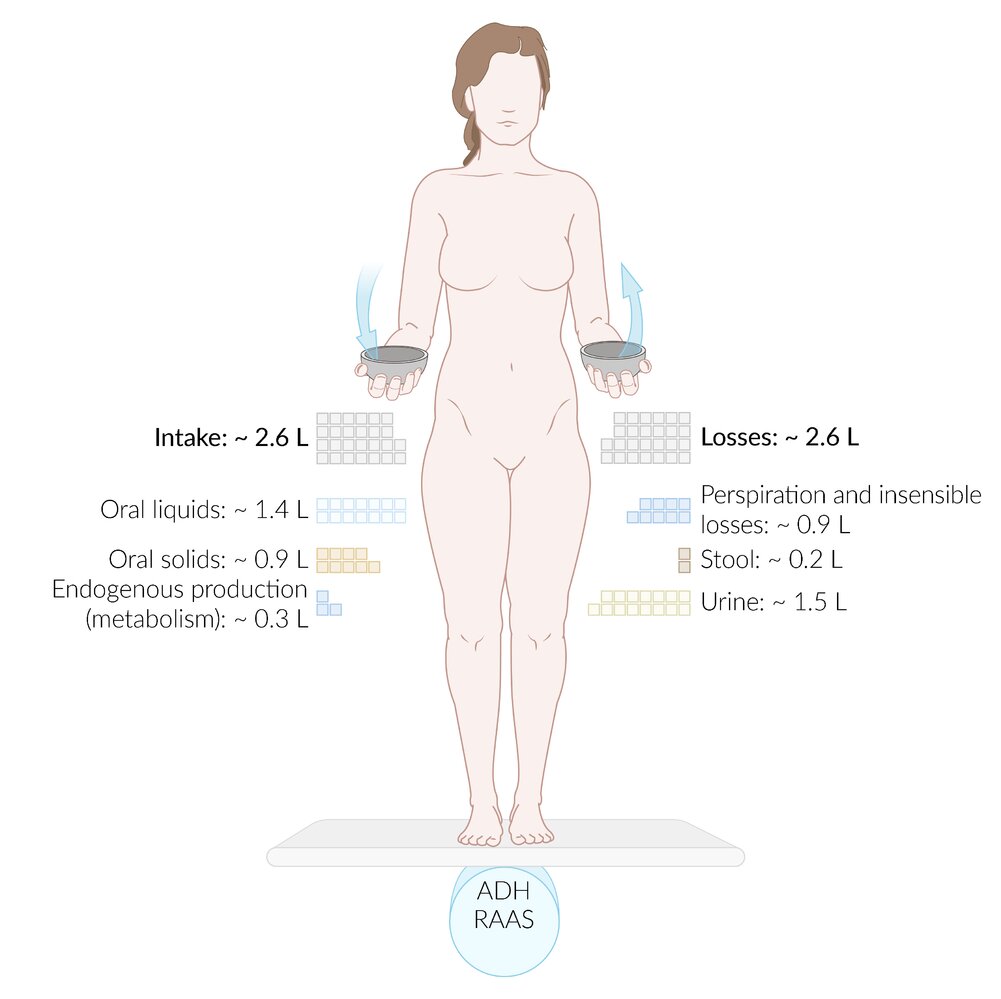 Body fluid balance
