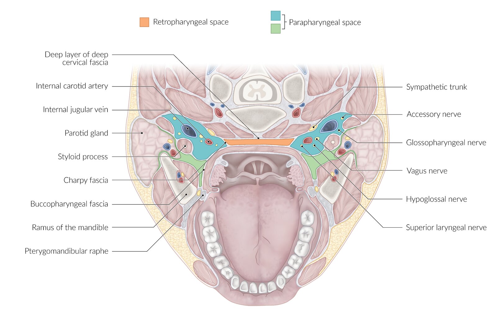 Peripharyngeal space