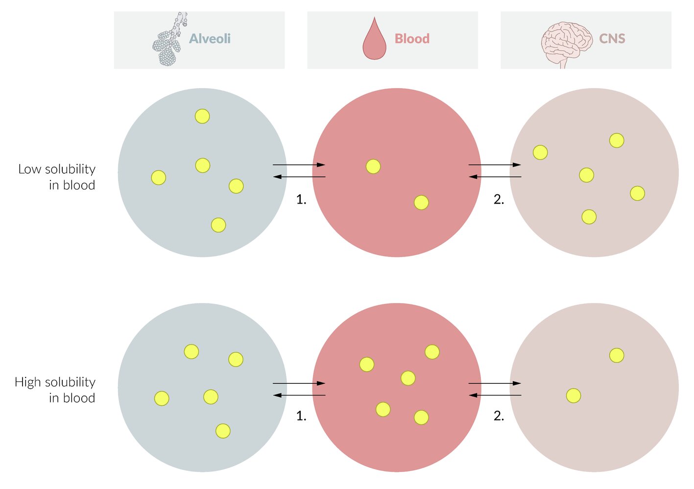 Uptake of inhalation anesthetics as a function of blood solubility
