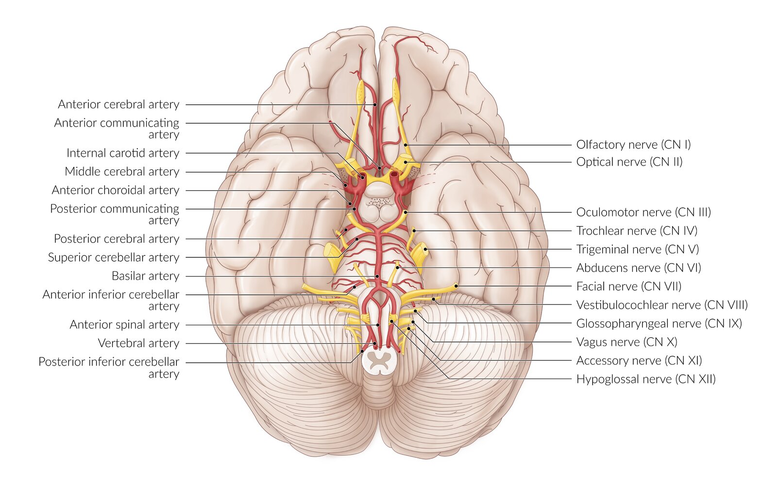 Blood supply and cranial nerves of brain