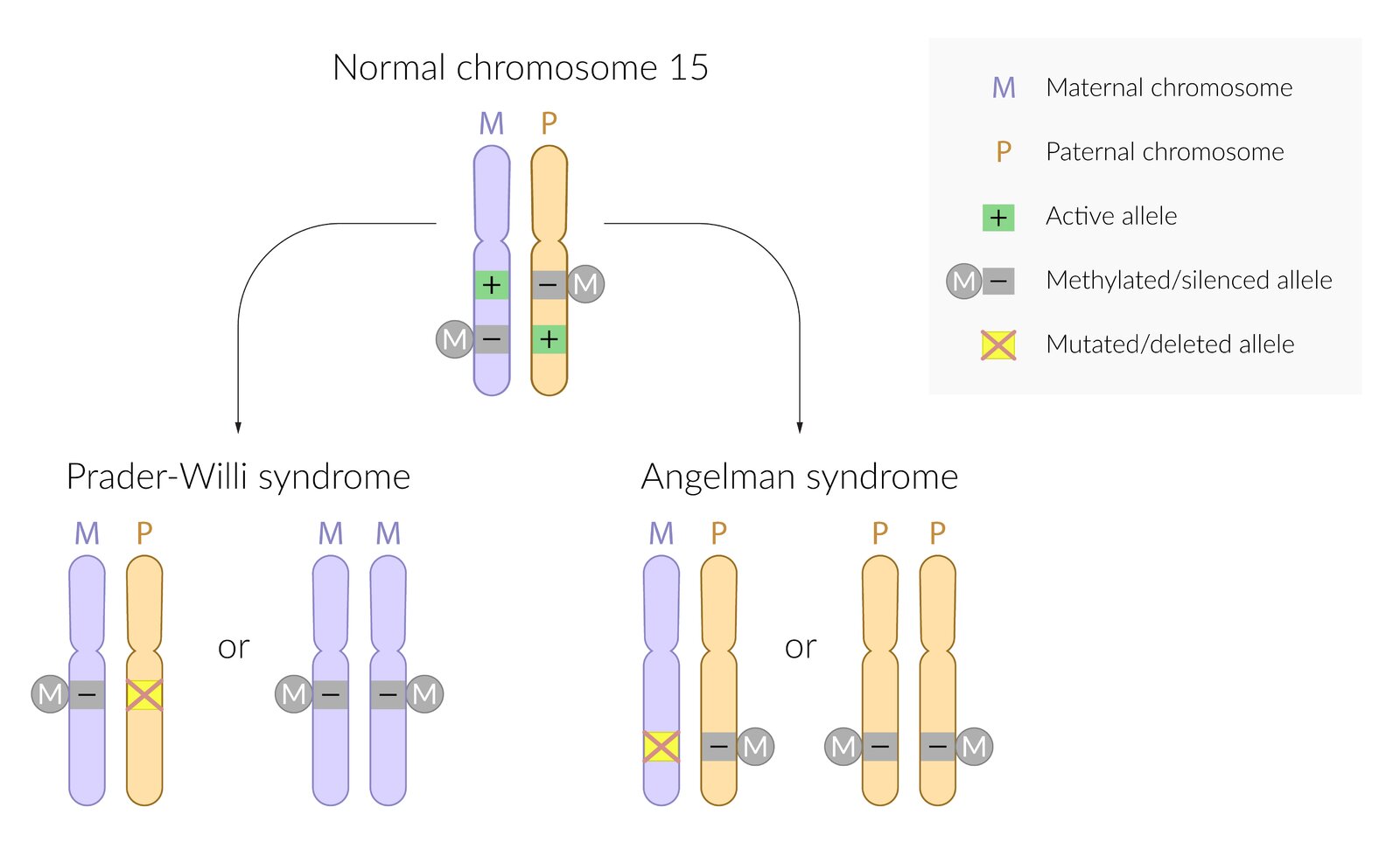 Etiology of Prader-Willi and Angelman syndromes