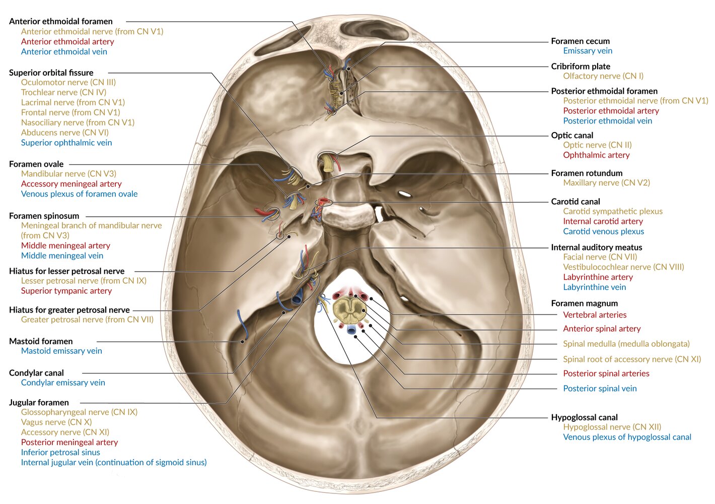 Canals and foramina of base of skull