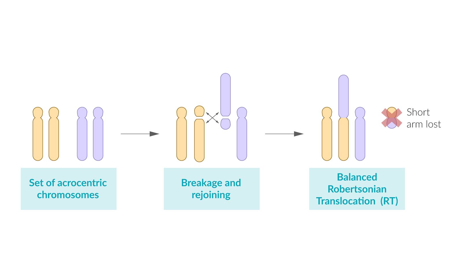 Robertsonian Translocation 1