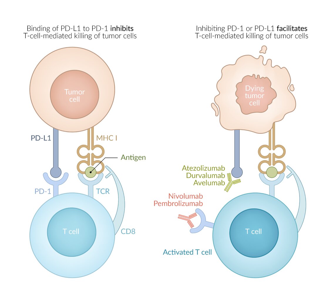 Anti-PD-1 antibodies