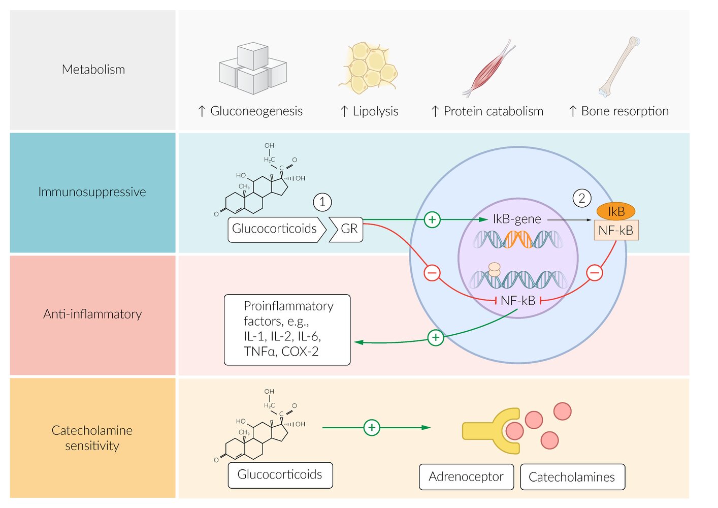 Molecular effects of glucocorticoids
