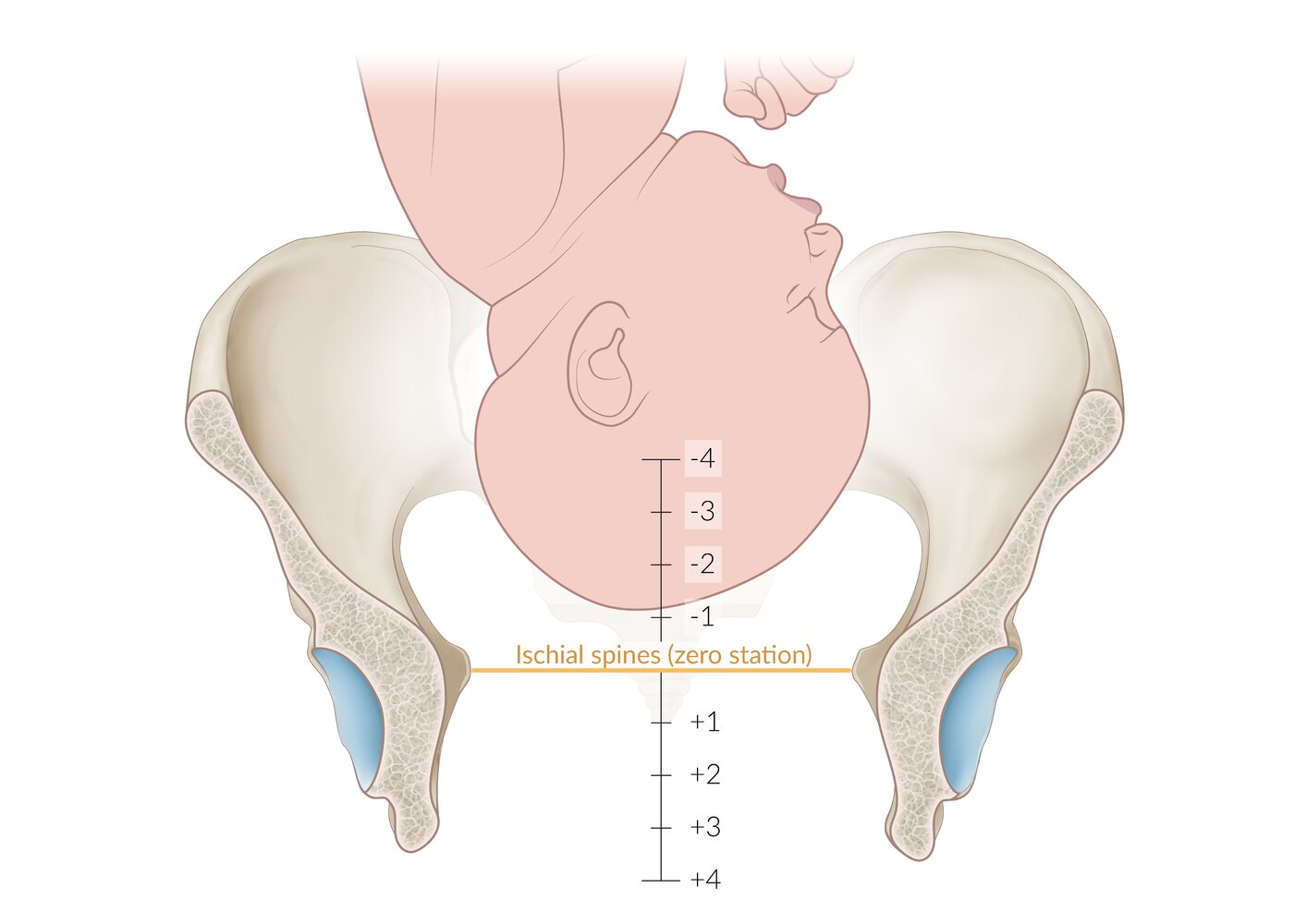 Stations of fetal presentation according to de Lee