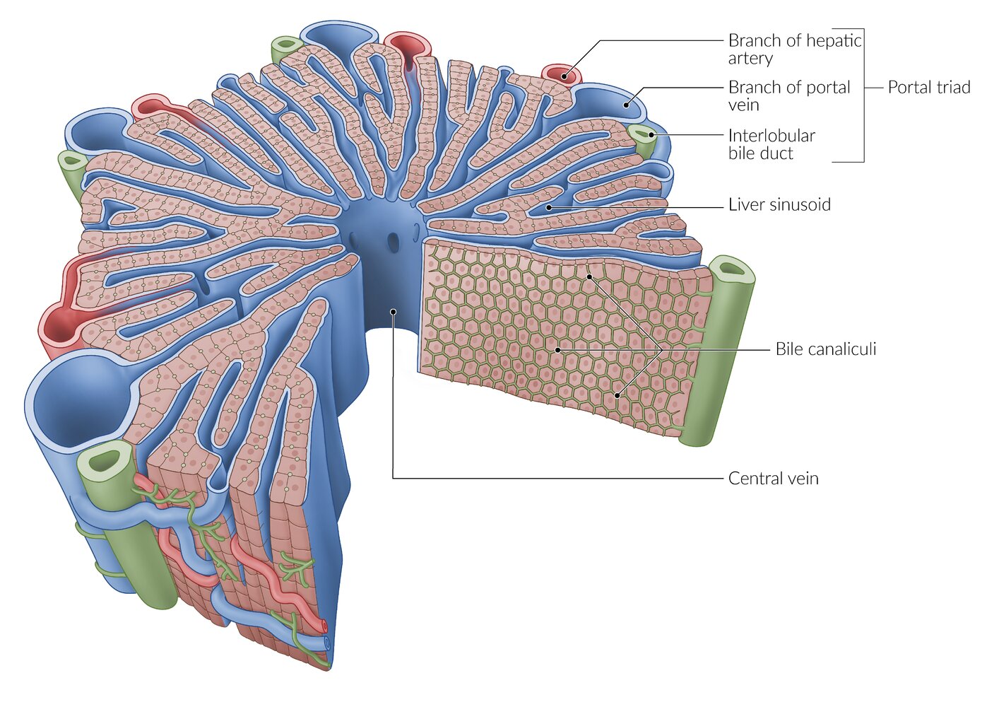 Hepatic microstructure: hepatic lobule showing bile canaliculi