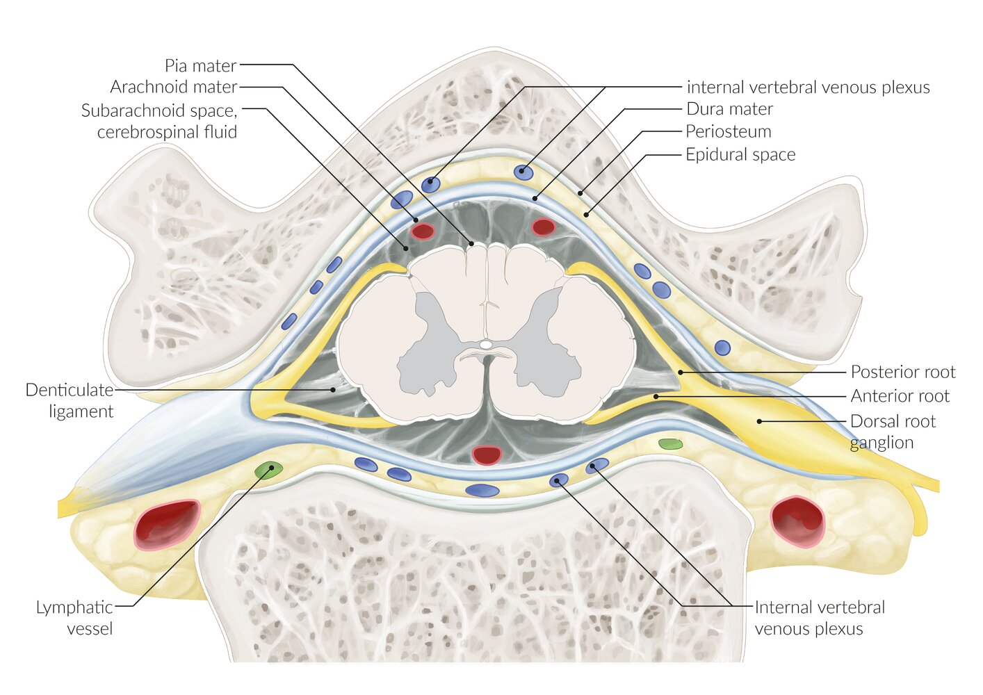 Transverse section of the lumbar spine